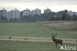 Red Deer (Cervus elaphus)