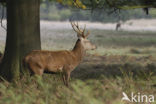 Red Deer (Cervus elaphus)