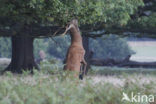 Red Deer (Cervus elaphus)