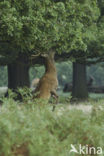 Red Deer (Cervus elaphus)