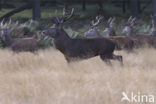 Red Deer (Cervus elaphus)