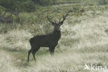 Red Deer (Cervus elaphus)