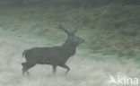 Red Deer (Cervus elaphus)