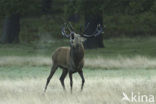 Red Deer (Cervus elaphus)