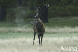 Red Deer (Cervus elaphus)