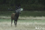 Red Deer (Cervus elaphus)