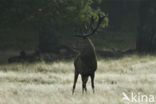 Red Deer (Cervus elaphus)