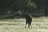 Red Deer (Cervus elaphus)