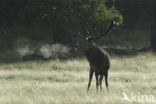 Red Deer (Cervus elaphus)