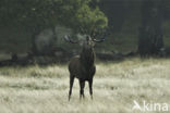 Red Deer (Cervus elaphus)