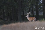 Red Deer (Cervus elaphus)