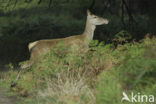 Red Deer (Cervus elaphus)