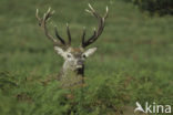 Red Deer (Cervus elaphus)