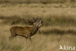 Red Deer (Cervus elaphus)