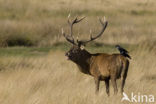 Red Deer (Cervus elaphus)