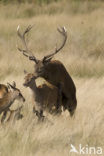 Red Deer (Cervus elaphus)