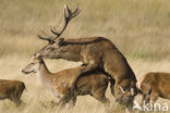 Red Deer (Cervus elaphus)