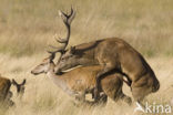 Red Deer (Cervus elaphus)