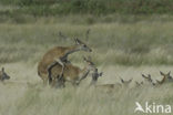 Red Deer (Cervus elaphus)