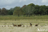 Red Deer (Cervus elaphus)