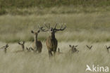 Red Deer (Cervus elaphus)