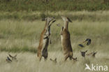 Red Deer (Cervus elaphus)