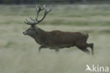 Red Deer (Cervus elaphus)