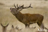 Red Deer (Cervus elaphus)