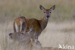 Red Deer (Cervus elaphus)