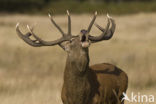 Red Deer (Cervus elaphus)