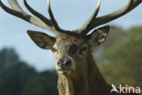 Red Deer (Cervus elaphus)