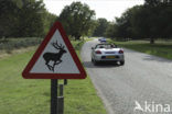 Red Deer (Cervus elaphus)