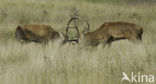 Red Deer (Cervus elaphus)