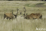 Red Deer (Cervus elaphus)