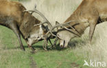 Red Deer (Cervus elaphus)