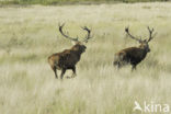 Red Deer (Cervus elaphus)