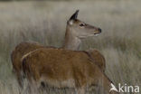 Red Deer (Cervus elaphus)