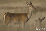 Red Deer (Cervus elaphus)