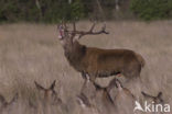 Red Deer (Cervus elaphus)