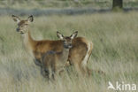 Red Deer (Cervus elaphus)
