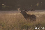 Red Deer (Cervus elaphus)