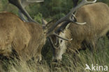 Red Deer (Cervus elaphus)