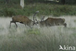 Red Deer (Cervus elaphus)