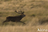 Red Deer (Cervus elaphus)