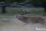Red Deer (Cervus elaphus)
