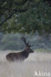 Red Deer (Cervus elaphus)