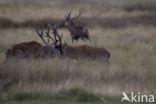 Red Deer (Cervus elaphus)