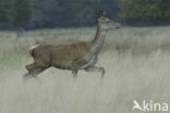 Red Deer (Cervus elaphus)