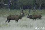 Red Deer (Cervus elaphus)