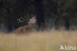 Red Deer (Cervus elaphus)